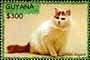 Guyana: Turkish Angora