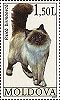 Birman from Moldova cats set, 2007