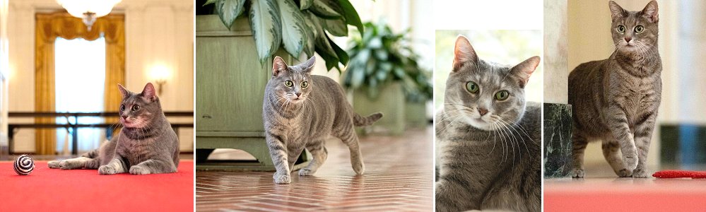 Willow Biden, First Cat of the United States, at the White House, January 2022 Willow Biden at the White House, January 2022